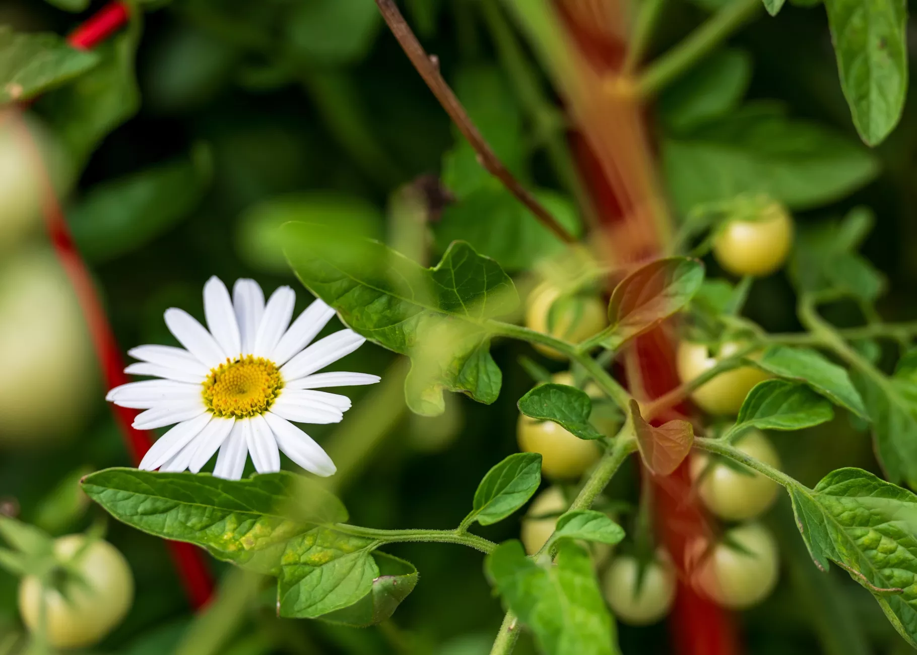 Close-up of a daisy growing on Belknap Campus