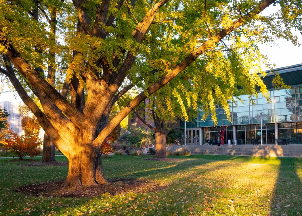 Large tree in grassy courtyard with a view of grand windows of the front entrance to Ekstrom.
