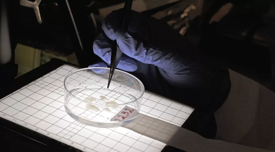 Close-up of a researcher working with samples in a lab dish