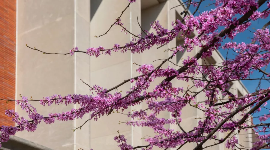 Close-up of blooming trees with the Natural Sciences Building in the background