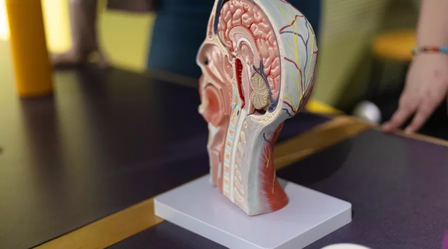 3D anatomical model of a human head in sagittal section on a table.